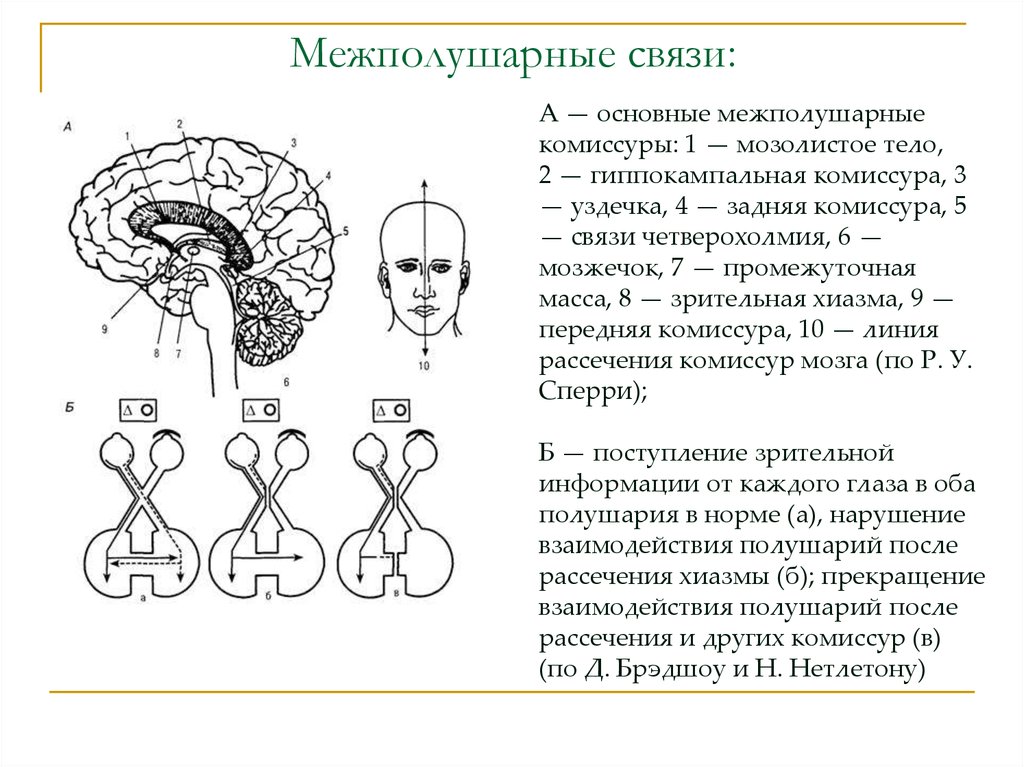 Развитие межполушарных связей