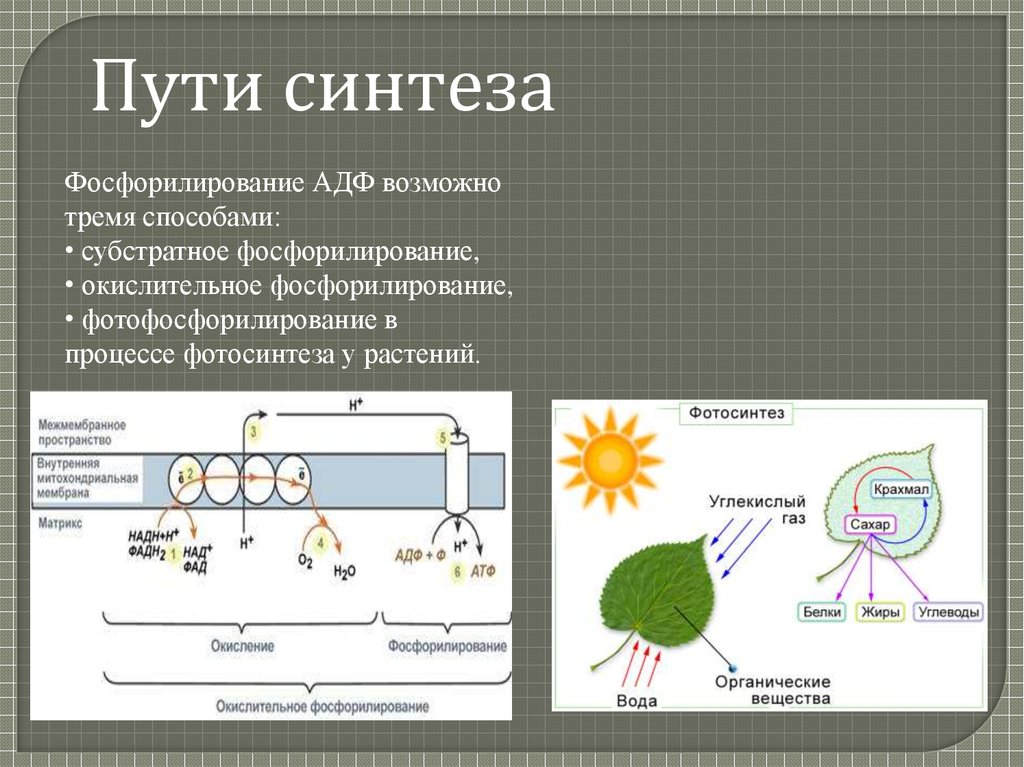 Атф в клетках эукариот образуются. АТФ И АДФ В растениях. Место синтеза АТФ растительной клетки. Схема фотосинтеза АДФ И АТФ. АТФ И АДФ В растительных клетках.