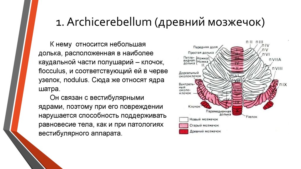 Ядра мозжечка схема