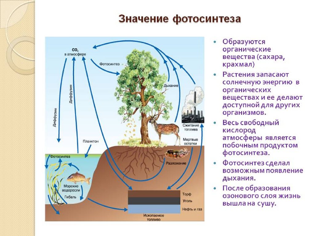 Какие организмы выделяют кислород. Роль фотосинтеза в жизни растений. Важность фотосинтеза. Роль фотосинтеза в природе. Роль фотосинтеза для живых организмов.