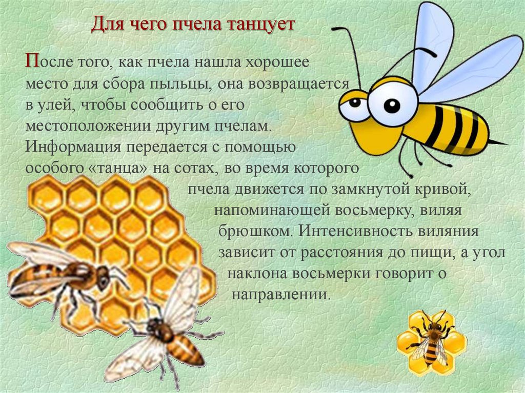 Насекомое пчела 2 класс. Интересные факты о пчелах для детей. Интересные факты об ПЧЕЛХ. Самое интересное о пчелах. Интересное о пчелах для детей 2 класса.