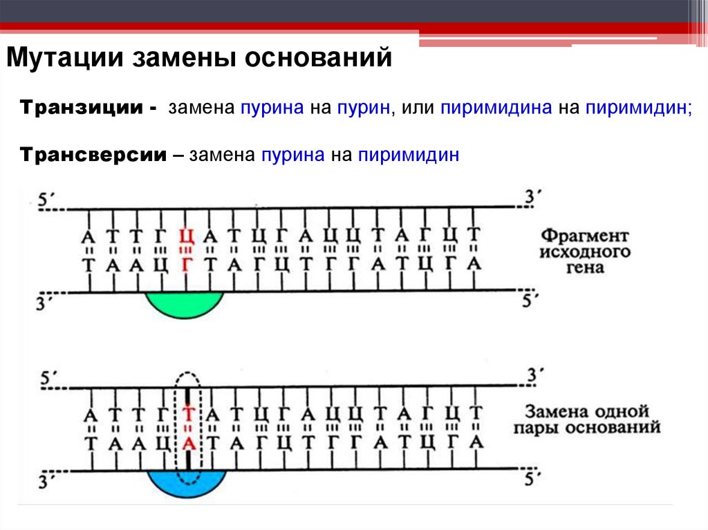 Молекулярные основы