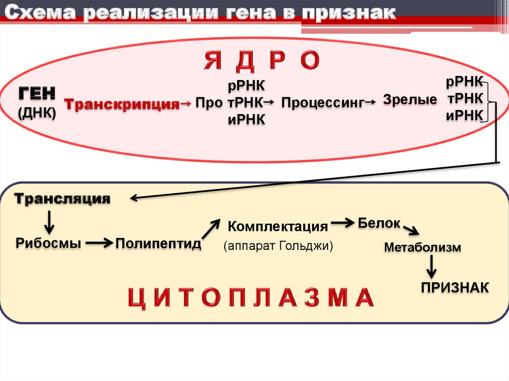 Схема реализации генетической информации