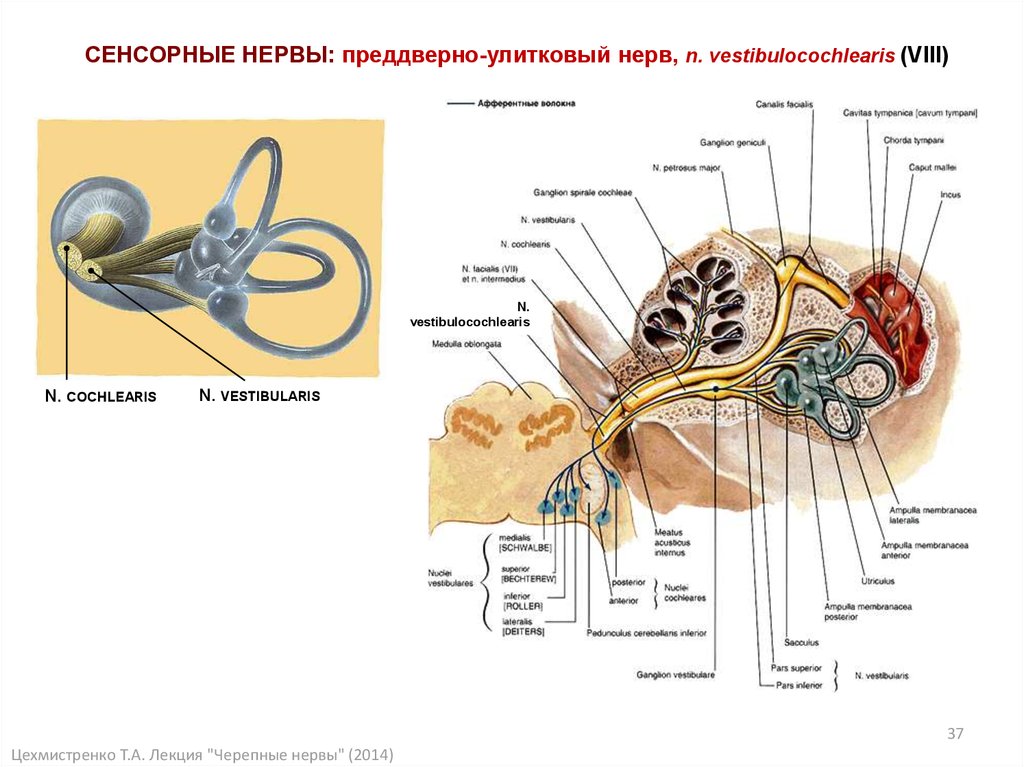 Преддверно улитковый нерв схема анатомия