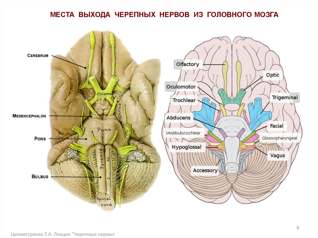Черепные нервы череп. Места выхода черепно мозговых нервов из мозга. Выход черепных нервов из мозга анатомия. Топография Корешков черепных нервов. Место выхода 12 пар черепных.