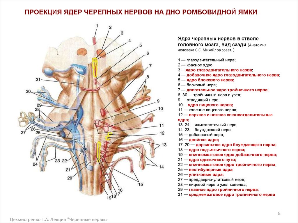 Ядра черепных нервов расположены. Схема расположения ядер черепно мозговых нервов. Ядра черепных нервов схема. Схема ядер ЧМН на дно ромбовидной ямки. Проекция ядра блокового нерва.