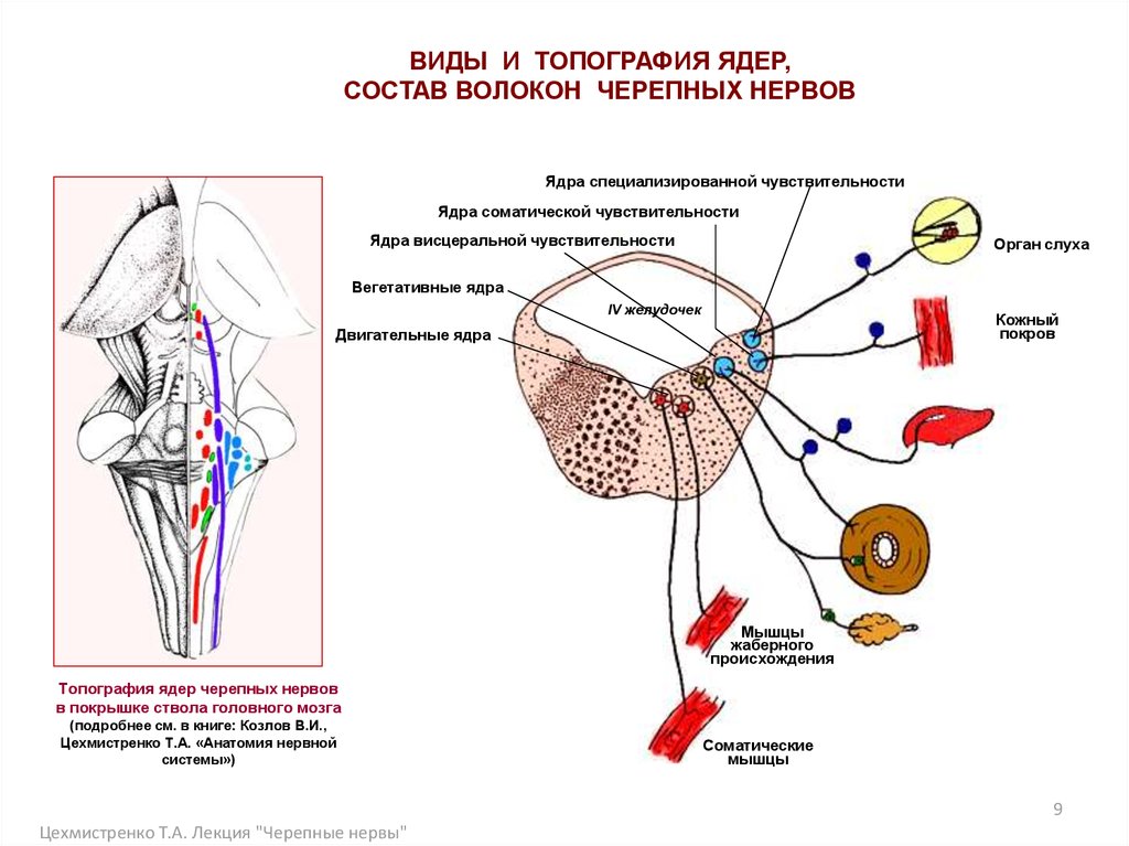 Ядра черепных нервов расположены. Ядра 1-4 черепных нервов. Вегетативные ядра черепных нервов. Черепные нервы ядра. Расположение двигательных ядер черепно-мозговых нервов.