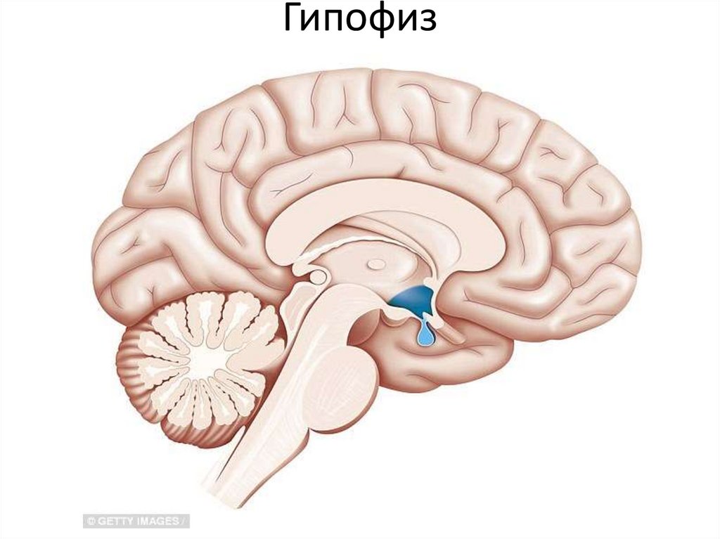 Гипофиз картинки красивые