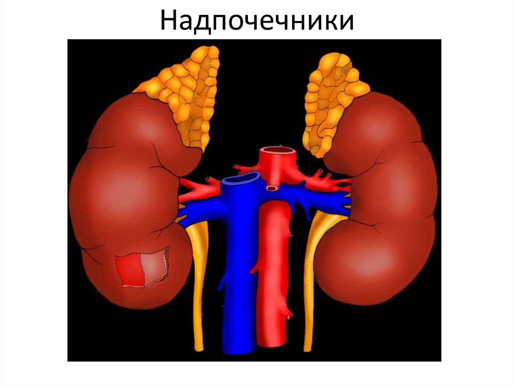 Как выглядят надпочечники человека