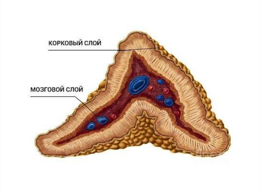 Опухоли надпочечников презентация