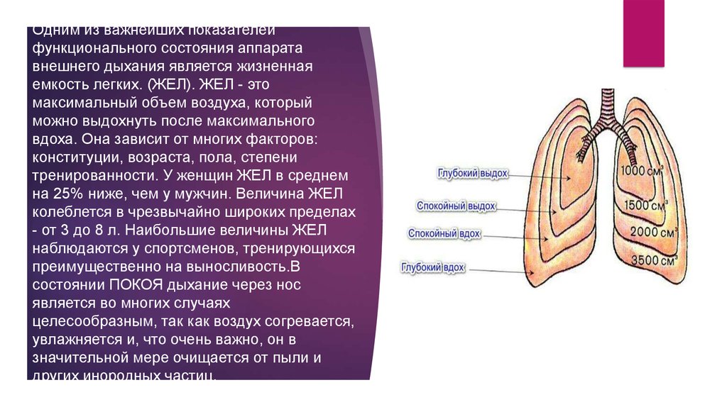 Особенности органов дыхания