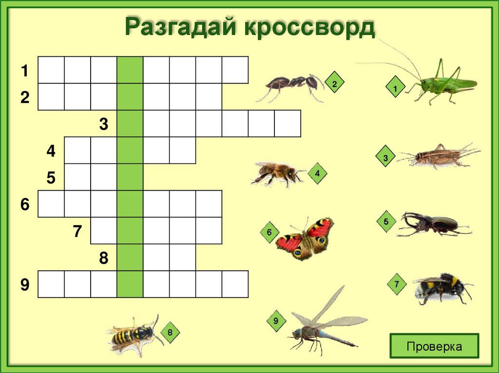 Мир насекомых - online presentation