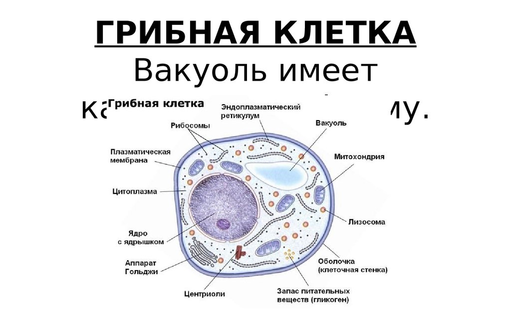 Грибные клетки покрыты снаружи клеточными