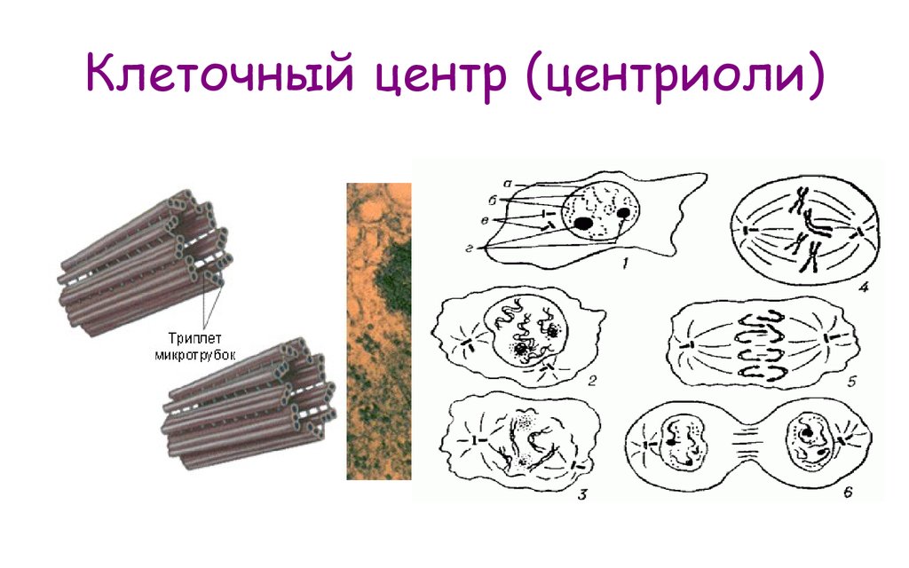 Центриоли рисунок егэ