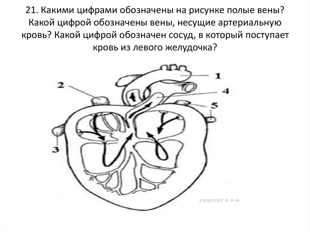 Какая структура сердца человека изображена на рисунке. Какими цифрами обозначены на рисунке полые вены. Вены несущие артериальную кровь. Сосуды несущие артериальную кровь.