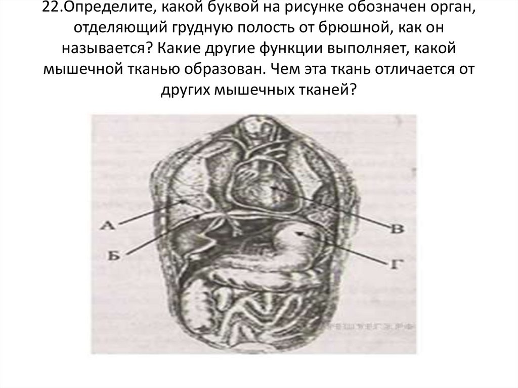 Какую функцию выполняет орган обозначенный на рисунке буквой ж