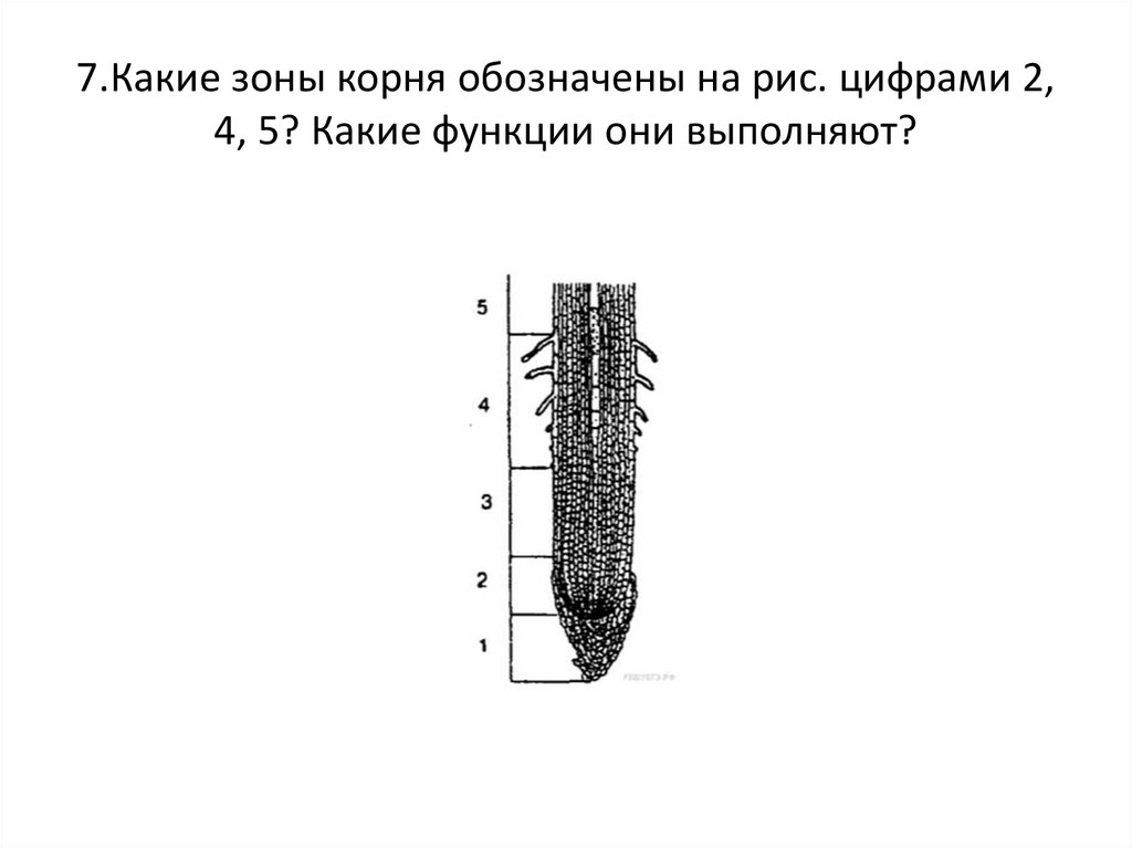 Какая структура обозначена на рисунке цифрой 5. Строение корня и функции зон. Зона корня и ее функции. Рисунок зоны растяжения корня. Строение корня зоны корня и их функции.