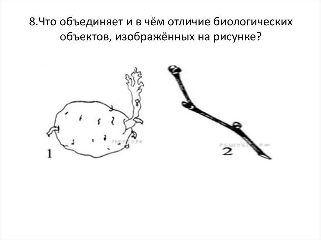 Что изображено на рисунке какие части изображенного объекта на рисунке обозначены цифрами 1 и 2