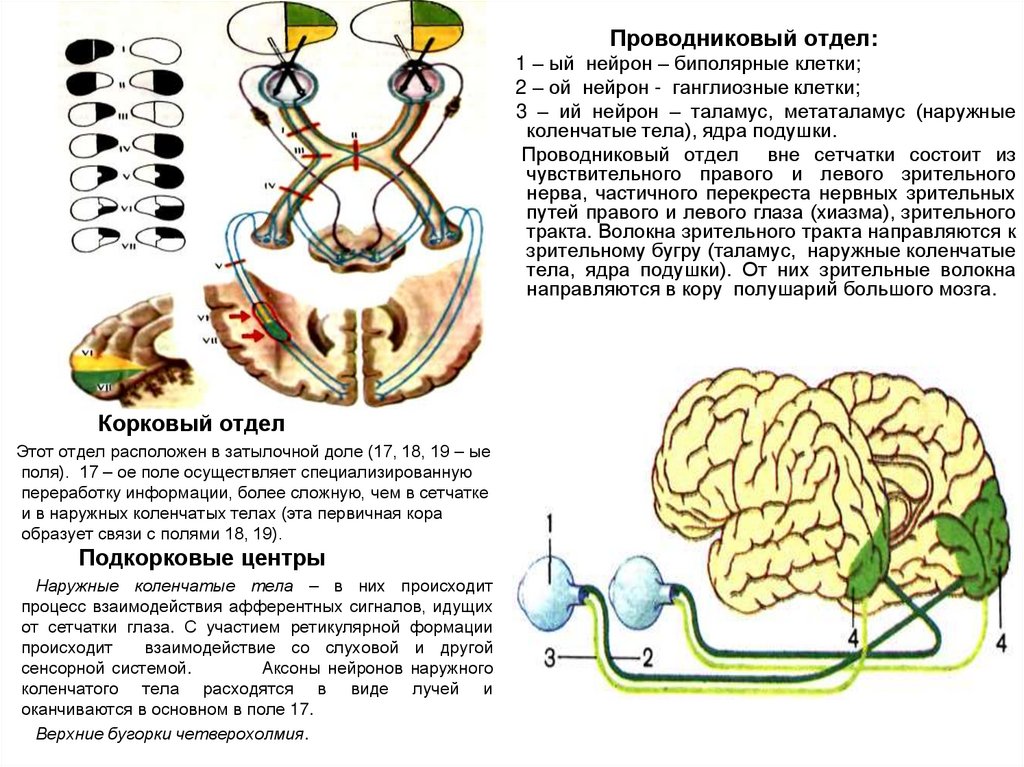 Проводниковый отдел глаза. Проводниковый отдел. Взаимодействие сенсорных систем организма. Проводниковый отдел вне сетчатки. Нейроны в проводниковом отделе?.