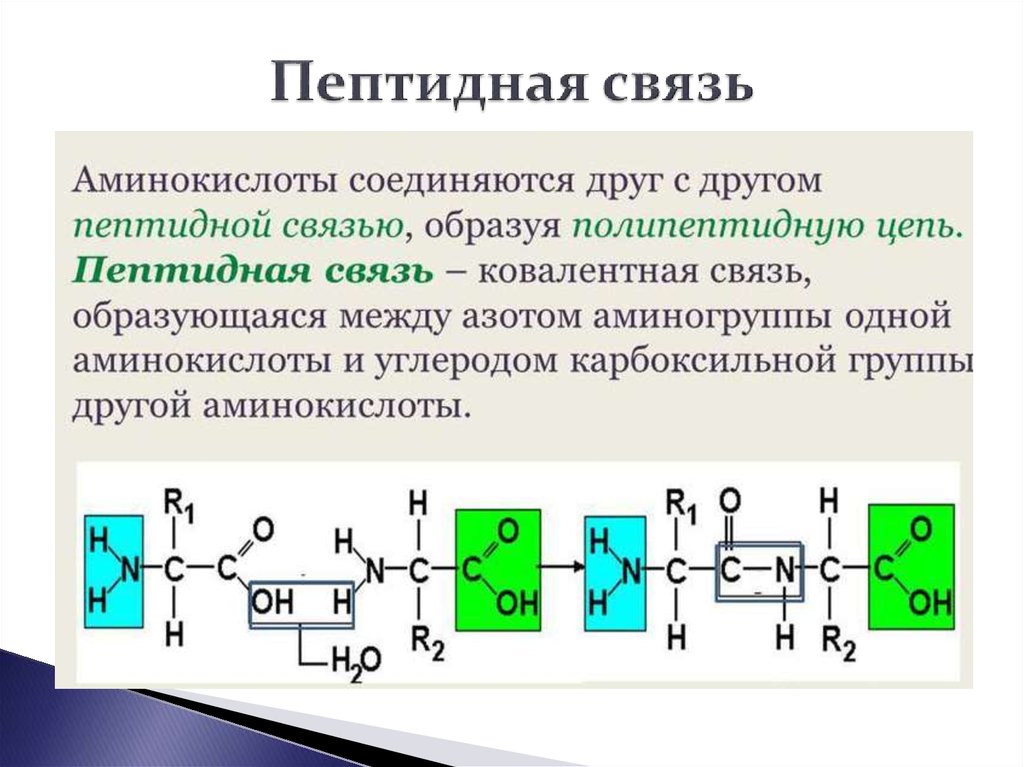 Связь поддерживающая вторичную структуру