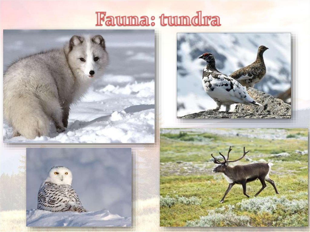 Fauna: tundra