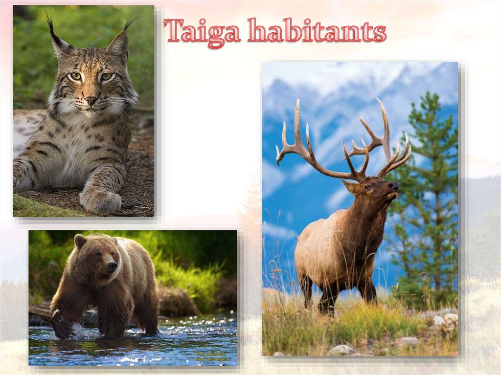 Taiga habitants