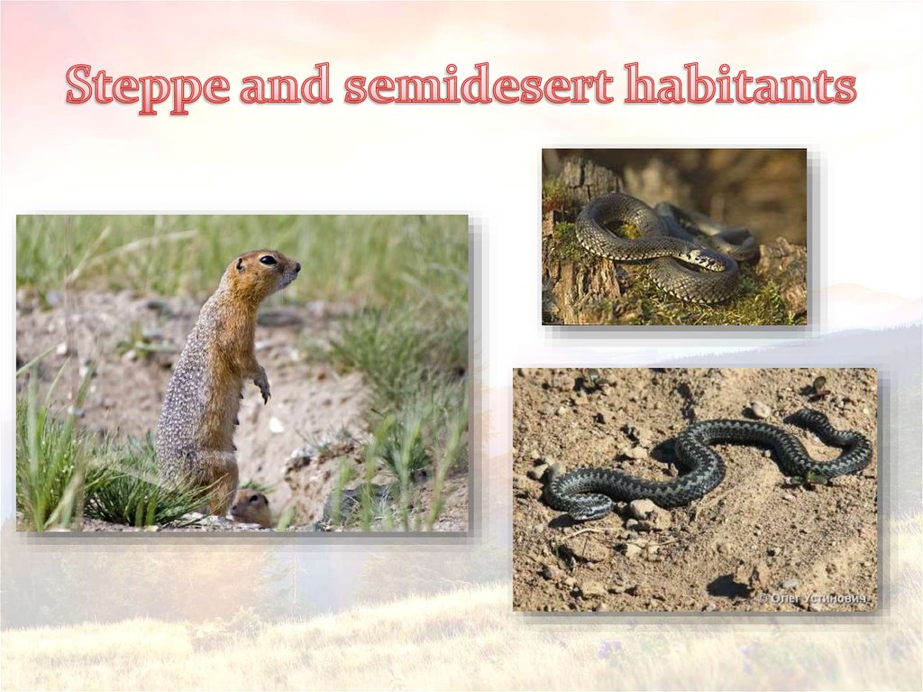 Steppe and semidesert habitants