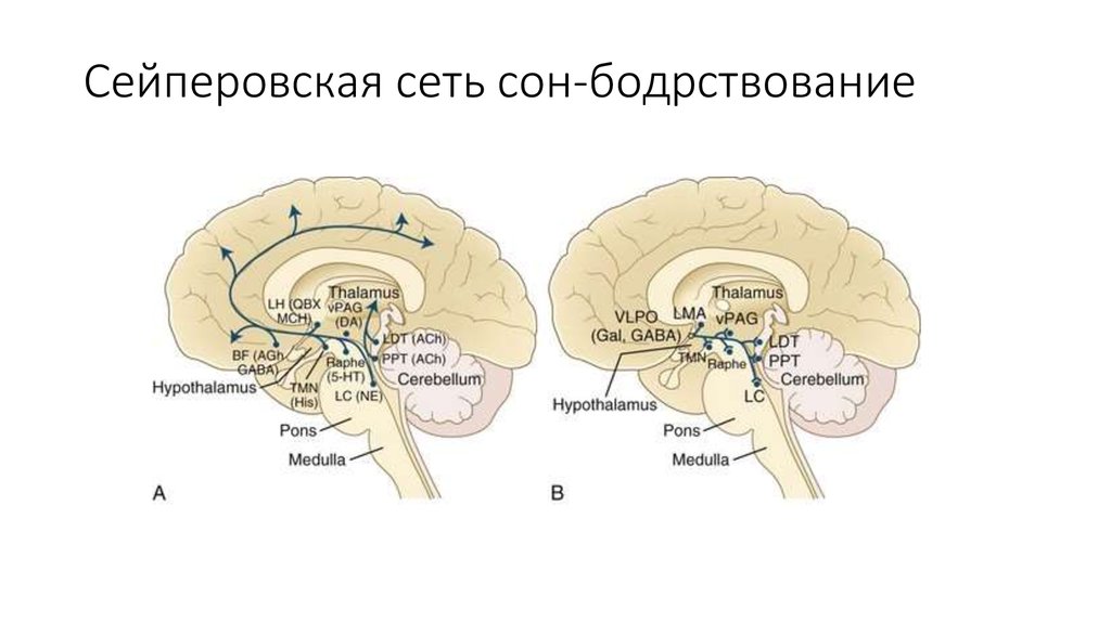 Ковид головного мозга. Механизм регуляции сна и бодрствования. Центры бодрствования. Центры бодрствования в головном мозге человека. Цикл сна и бодрствования гипоталамус.