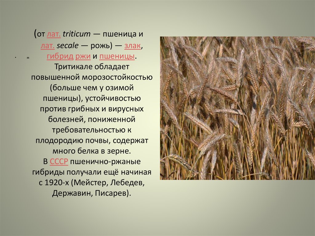 Объяснение слов жито. Тритикале гибрид пшеницы и ржи. Пшеница и рожь сообщение. Сообщение о пшенице. Доклад про рожь.