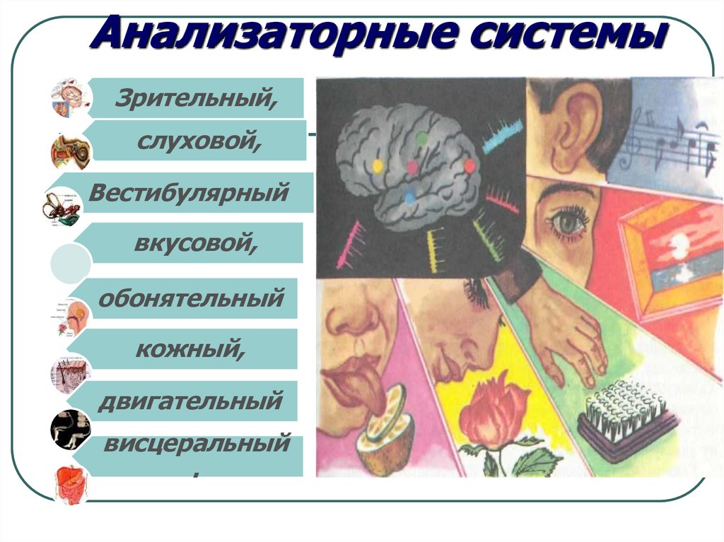 Анализаторы физиология презентация