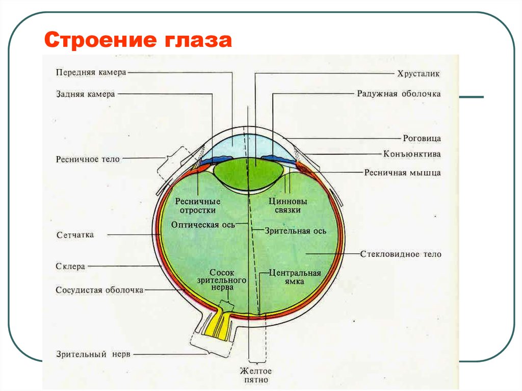 Физиология зрения. Строение глаза и Зрительная ось. Строение глазного яблока оси. Строение глазного яблока физиология. Строение глаза физиология.