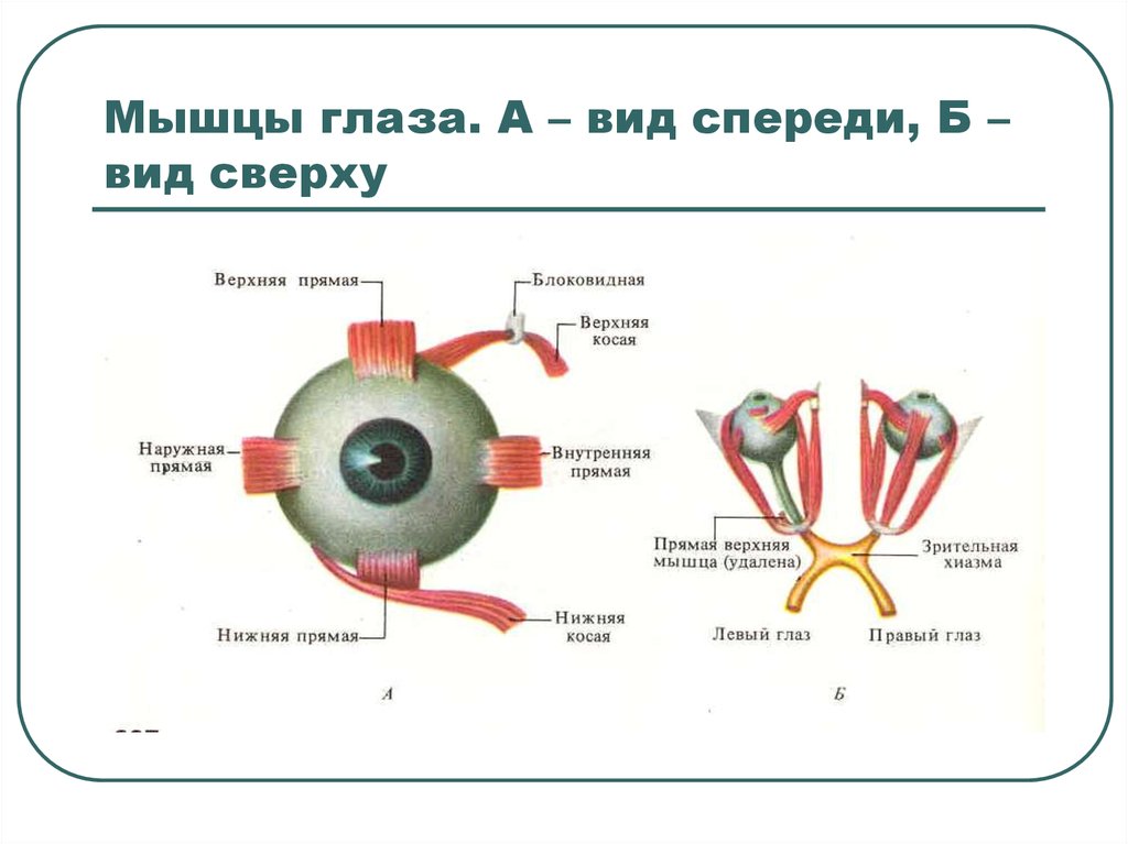 Мышцы глаза. Мышцы глазного яблока схема. Внутренняя прямая мышца глазного яблока. Схема действия глазодвигательных мышц. Наружные мышцы глазного яблока.