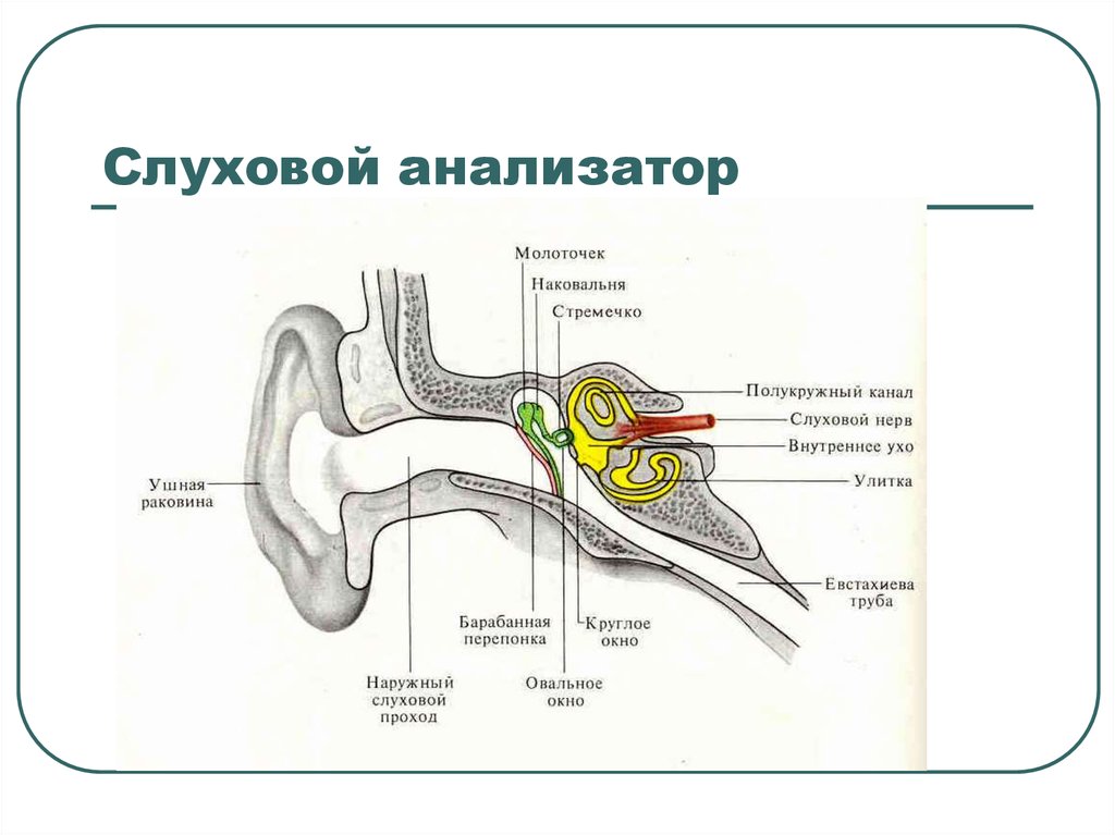 Слуховой нерв какой отдел. Структура слухового анализатора человека. Строение части слухового анализатора. Схема слухового анализатора человека. Строение строение слухового анализатора.
