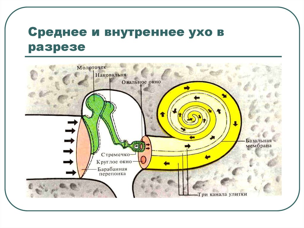 Внутренний разрез. Внутреннее ухо в разрезе. Среднее и внутреннее ухо. Круглое и овальное окно в ухе.