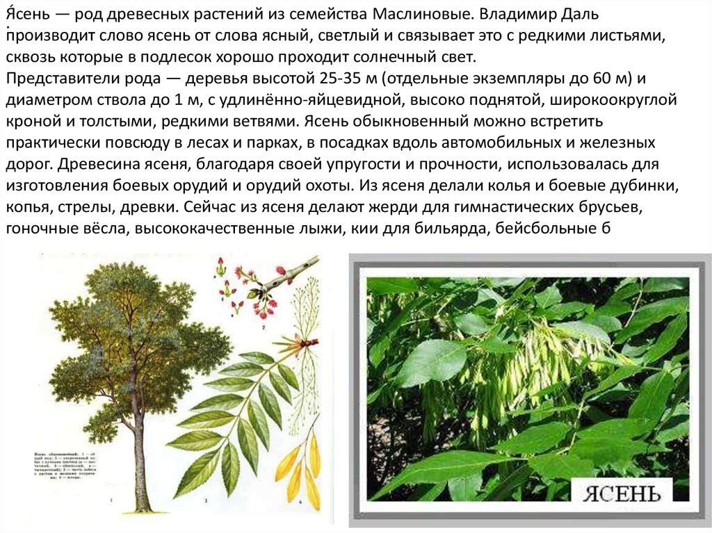 Минусовка ясень. Семейство Маслиновые ясень. Род ясень (Fraxinus. Ясень семейство род вид. Ясень дерево описание.