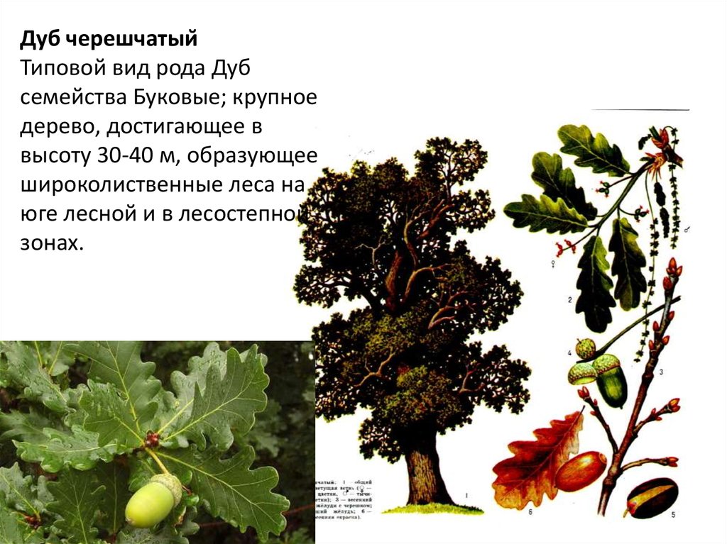 Дуб относится к голосеменным. 3. Quercus Robur- дуб черешчатый. Дуб черешчатый плод. Дуб черешчатый род. Дуб черешчатый семейство.