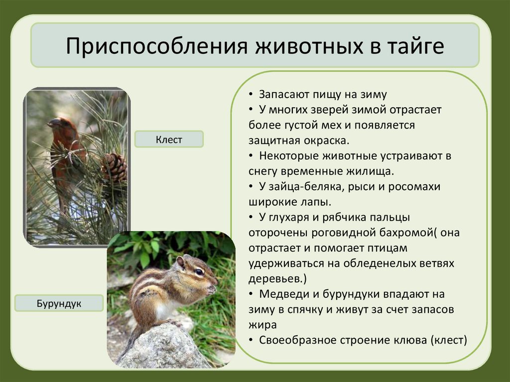 Приспособление живых организмов в лесу. Тайга приспособление животных и растений к условиям обитания. Приспособления к условиям обитания в тайге. Приспособление животных к среде обитания Тайга. Приспособление животных в тайге.
