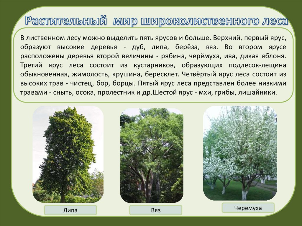Особенности природной зоны лиственные леса