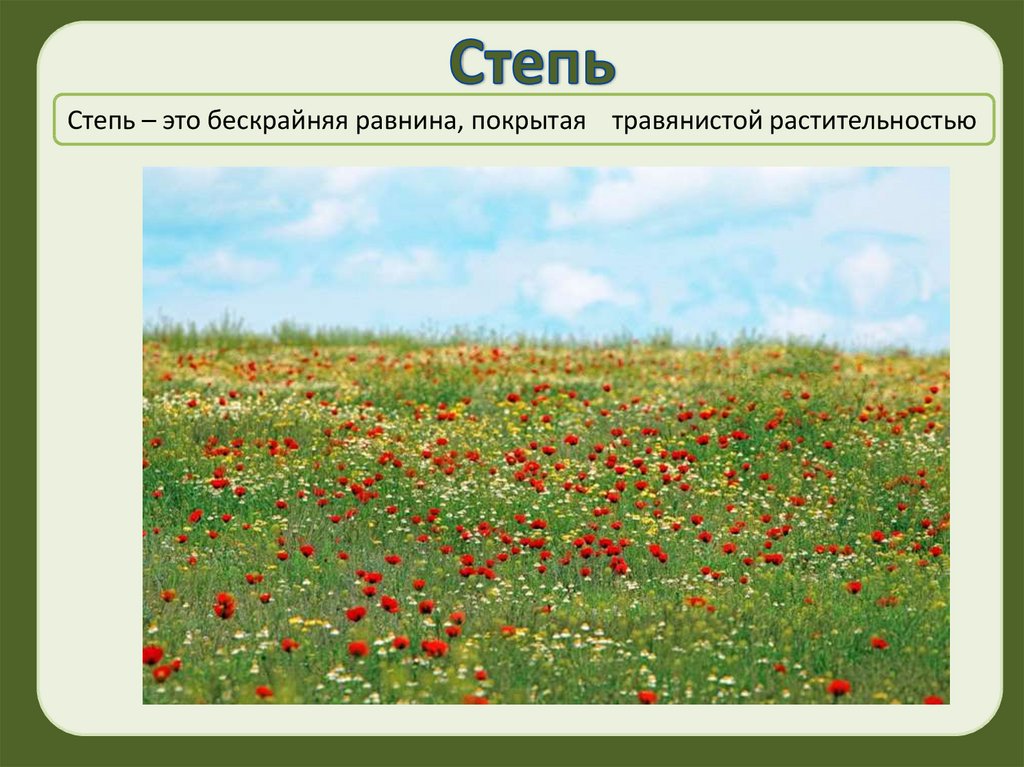 Степная зона презентация. Растения степи. Растительное сообщество степь. Зона степей. Растения степи России.