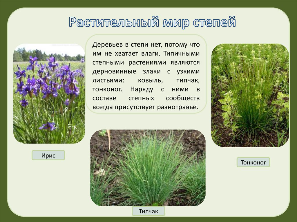 Растения степи 5 класс биология. Растения степи. Оастительныймир степей. Растительный мир степи в России. Растения растущие в степи.
