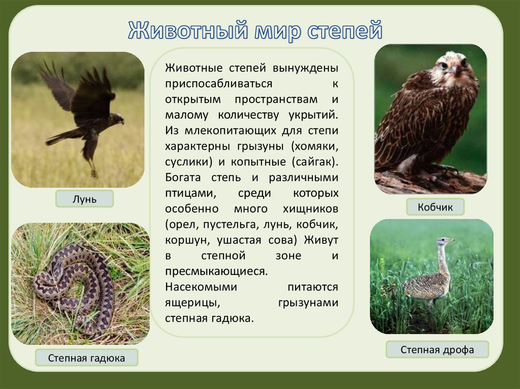 Живые организмы в степи. Животный мир степи. Животный мир степи в России. Растительный и животный мир степи. Зона степей животный мир.