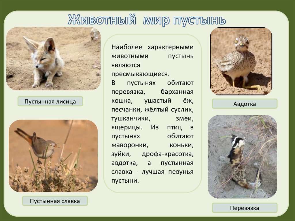 Какие животные и растения обитают в пустыне. Типичные животные в пустыне. Животные и птицы пустыни. Птицы в пустыне России. Какие животные обитают в пустыне.