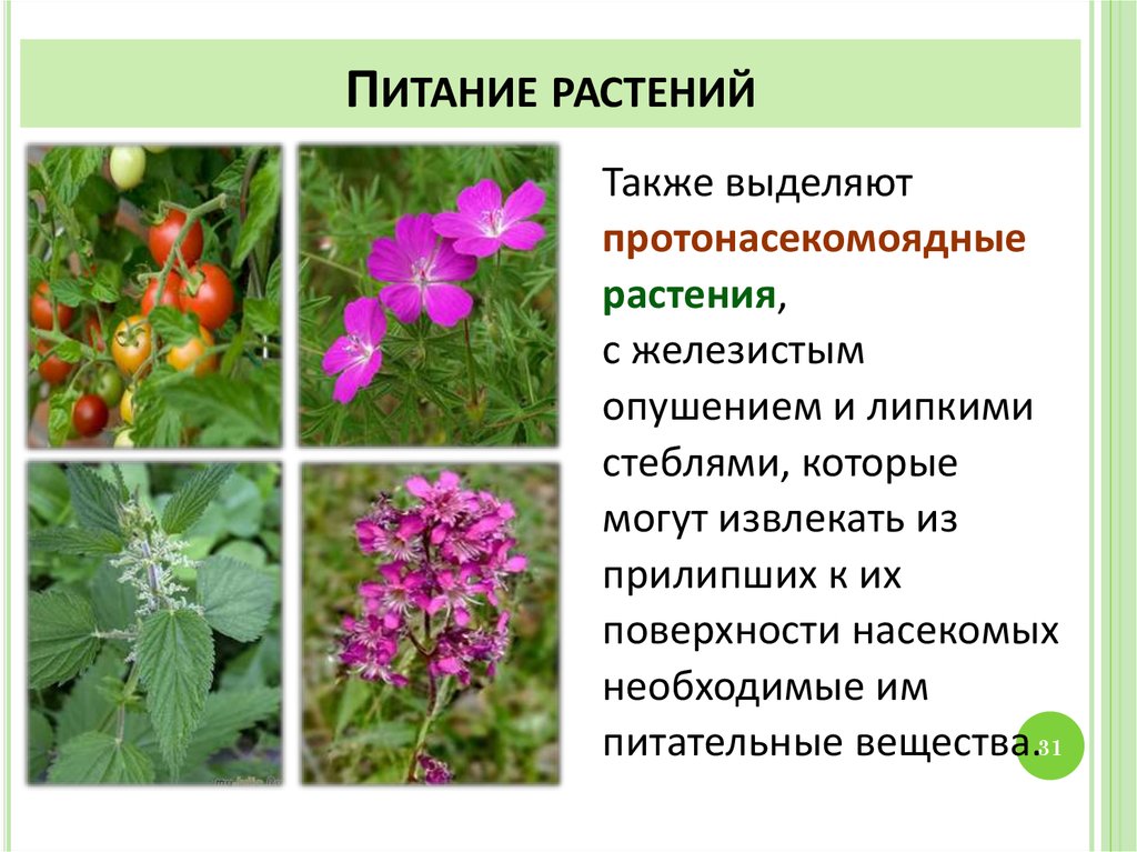 Примеры про растения. Растения примеры. Пищевые растения. Вторичноводные растения. Смолоносные растения примеры.