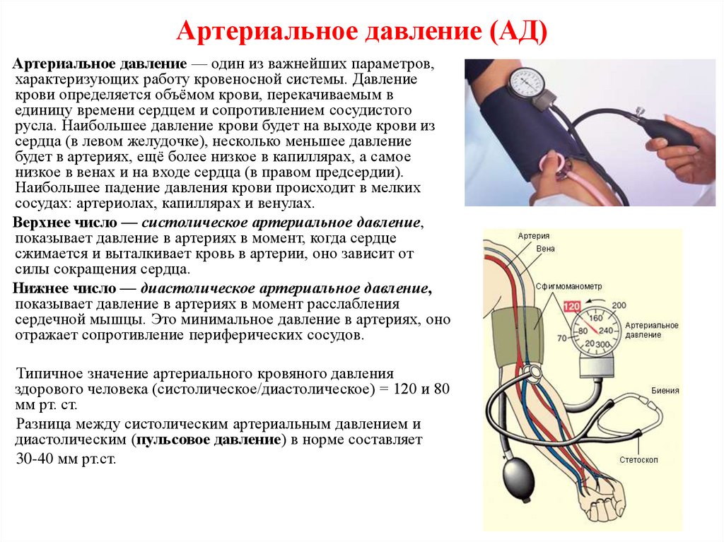 Как определять давление у человека. Определить параметры кровяного давления. Понятие об артериальном давлении. Методика измерения ад.. Артериальное давление анатомия. Величины артериального и венозного давления.