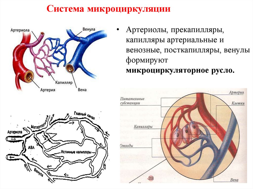 Происходит образование венозной крови из артериальной круг. Микроциркуляторное русло прекапилляры капилляры артериолы. Схема микроциркуляторного русла кровообращения. Капиллярное кровообращения венула артериола. Сосуды микроциркуляторного русла схема.
