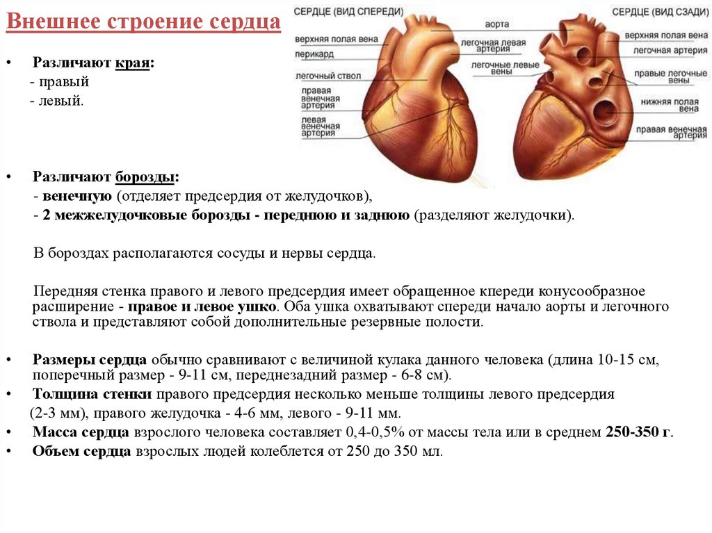 Правый желудочек размеры. Предсердия сердца строение и функции. Строение правого предсердия сердца анатомия. Строение правого предсердия сердца. Левое предсердие правый желудочек.