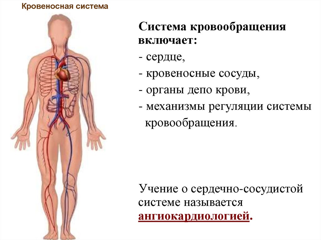 Назови органы кровообращения. Система кровообращения. Система органов кровообращения. Кровеносная система включает. Кровеносная система сердца.