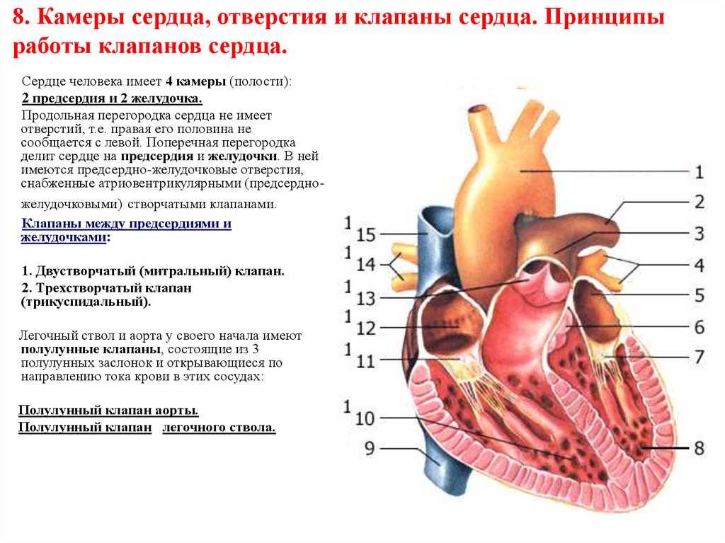 Слои предсердия. Особенности строения клапанов сердца. Камеры сердца отверстия и клапаны сердца. Внутреннее строение сердца клапаны. Строение сердца человека камеры сердца клапанный аппарат.