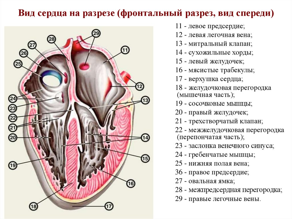 Сердечно сосудистая система человека фото