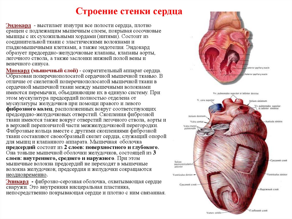Слои предсердия. Строение сердца 3 слоя. Особенности строения стенок сердца. Строение сердца оболочки стенок сердца. Строение стенки сердца миокард.